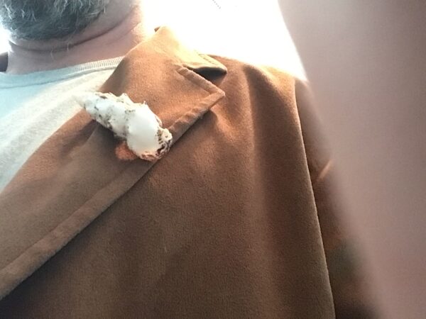 Conch Shell Pin - Image 2