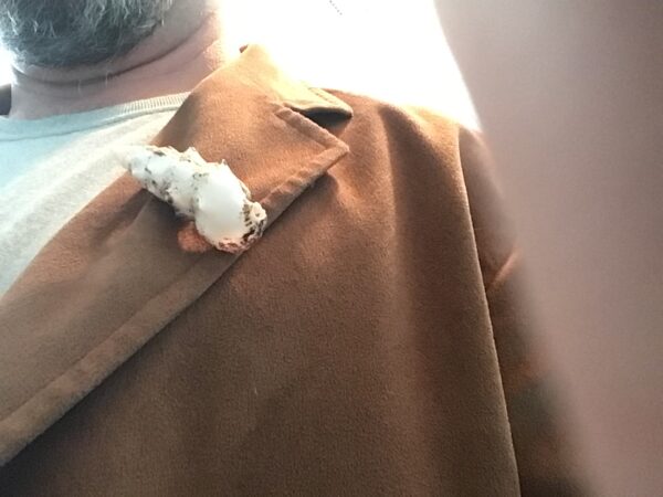 Conch Shell Pin - Image 3