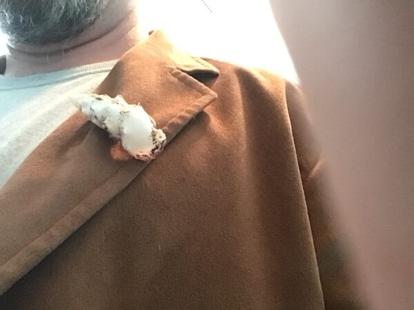 Conch Shell Pin